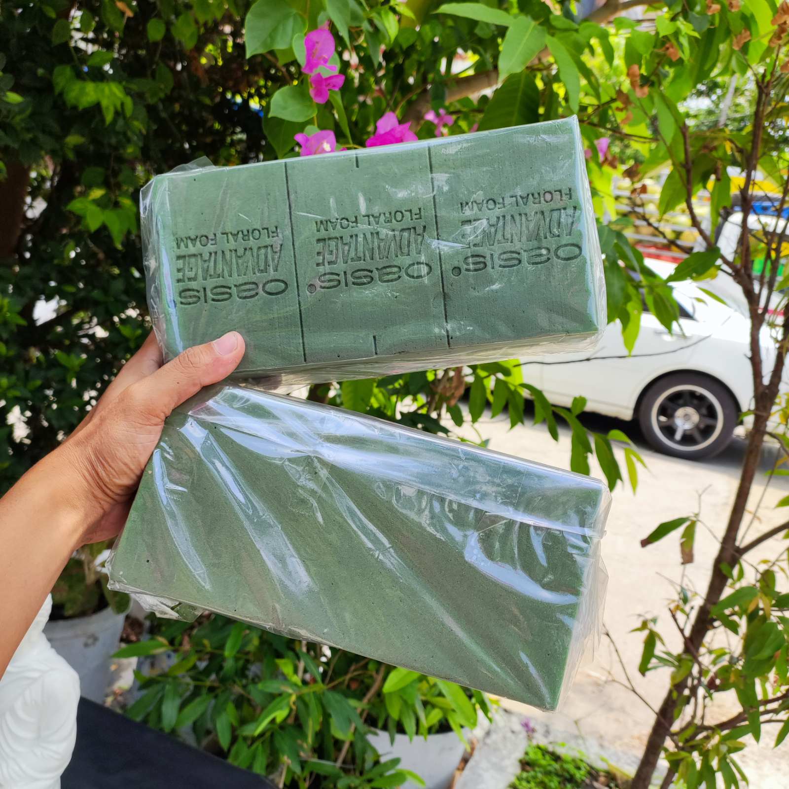 Oasix (ပန်းစိုက်ဖော့)